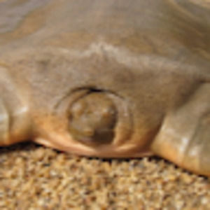 Meet your Posher, Noah